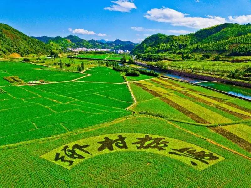 疫情始于哪年，回顾与反思