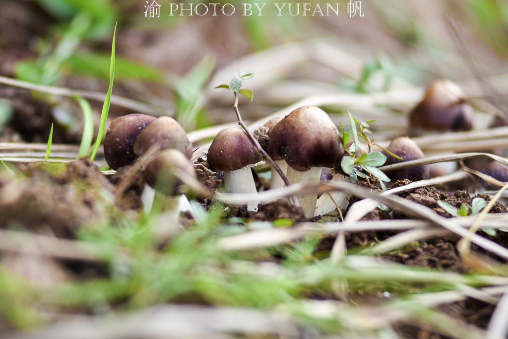 重庆并未封城，疫情最新通报与防控措施