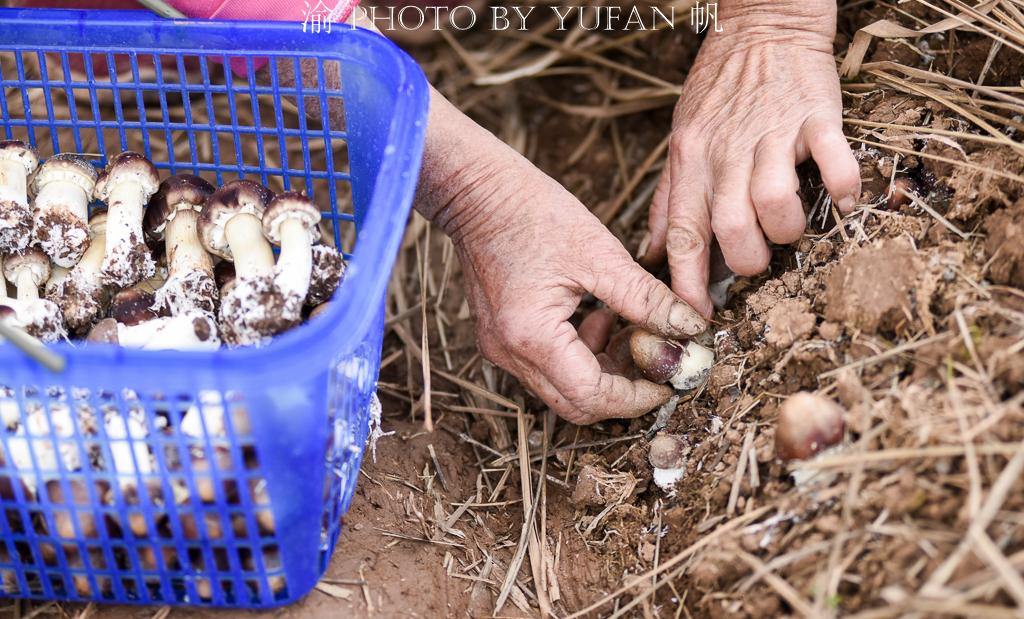 重庆疫情最新数据消息与行动轨迹分析