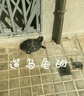 中国疫情封城始末，回望与反思