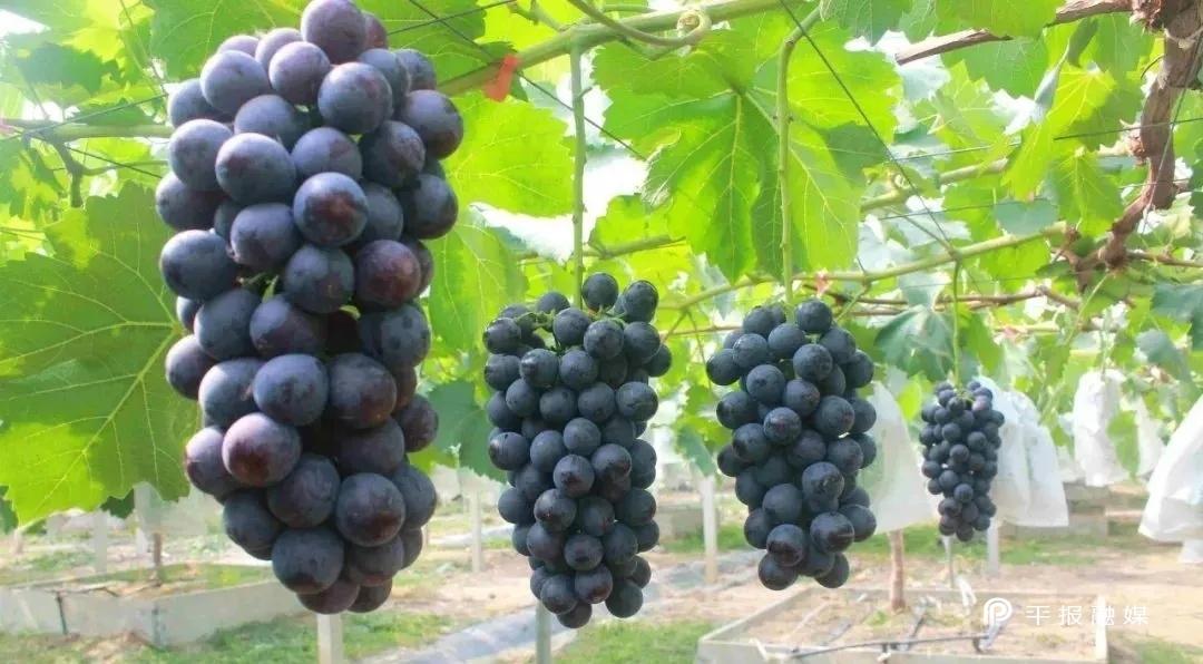 探究2009年的疫情传播者，多重因素交织的复杂局面