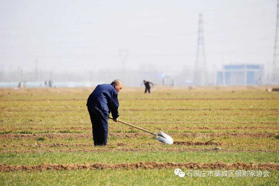藁城疫情爆发年份探究