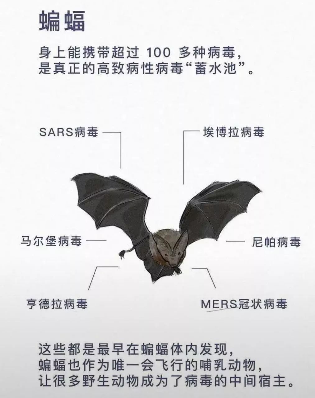 揭秘2020年疫情背后的病毒真面目