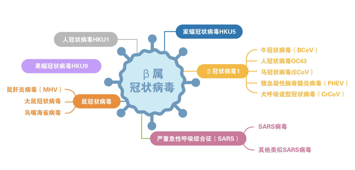疫情与病毒，名称及其影响