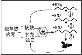 疫情是由哪种病毒引起的原因