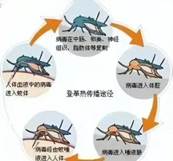 疫情区域挑战及应对策略