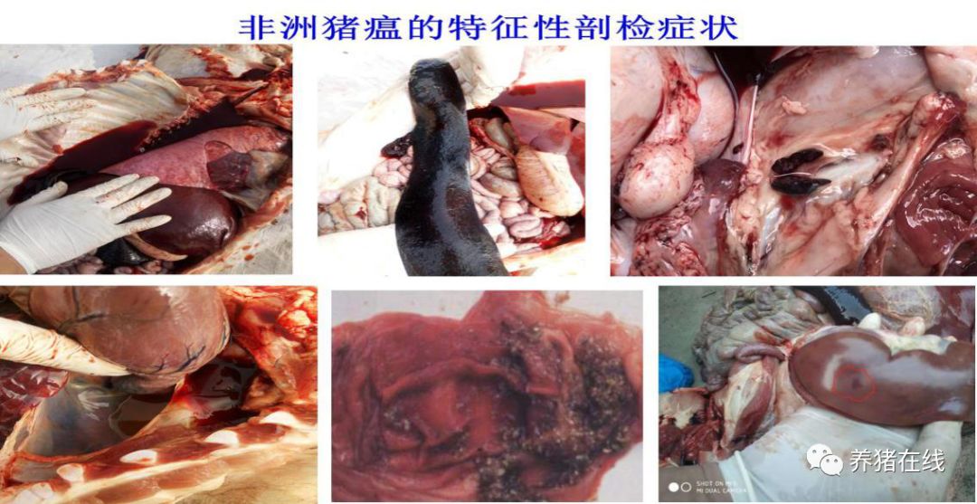 当地防疫最新动态，构建科学有效的防控体系