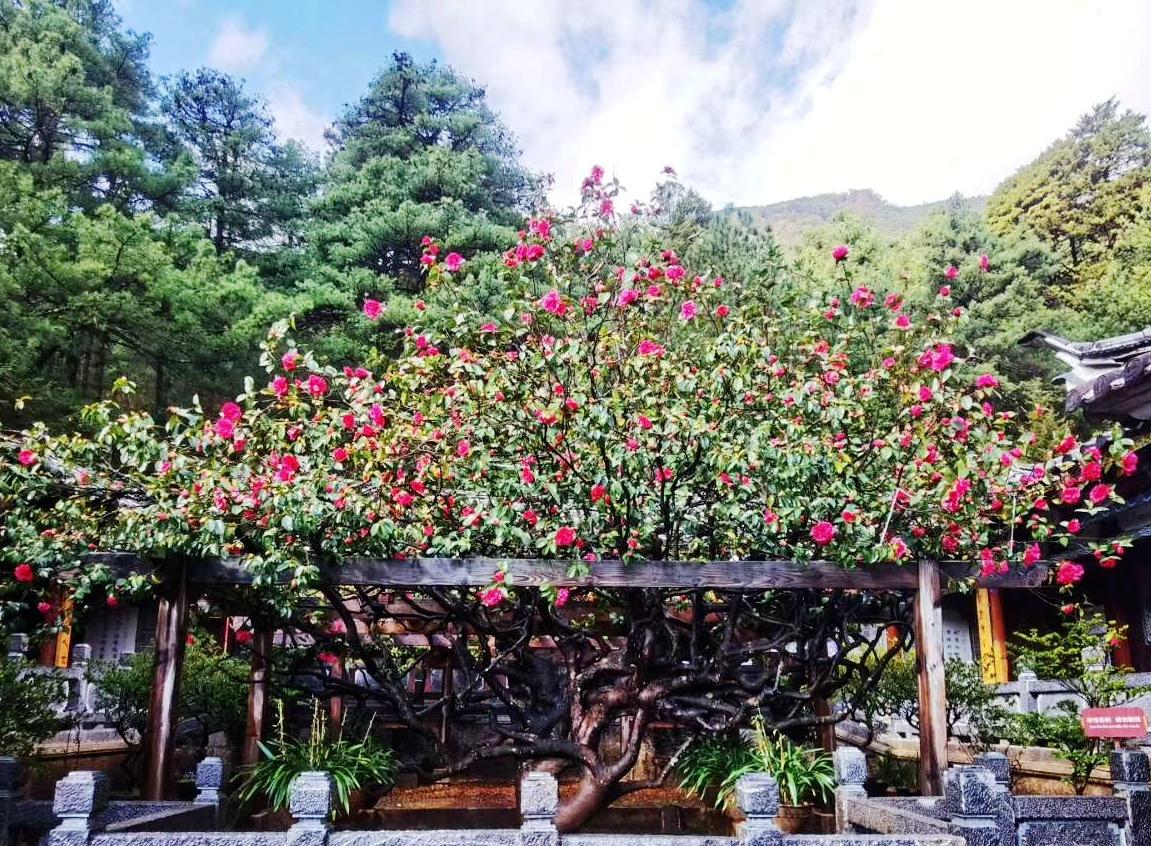 疫情下能否继续旅行，一个值得探讨的话题