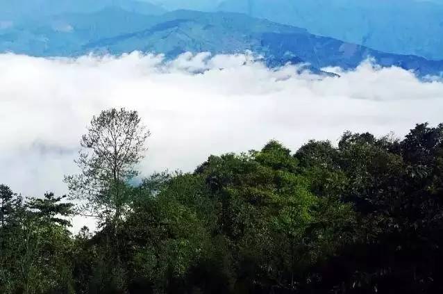 高山出好茶，探究高山地区对茶叶品质的卓越影响之道