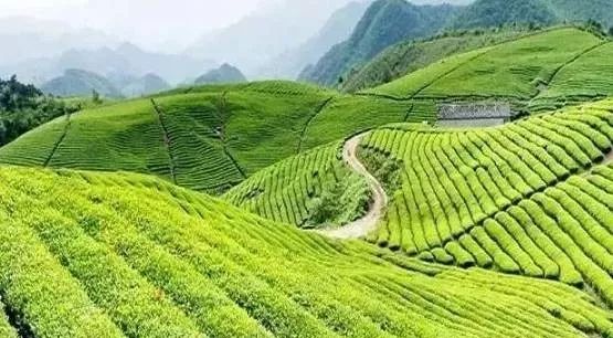 高山出好茶，探究高山地区对茶叶品质的卓越影响之道