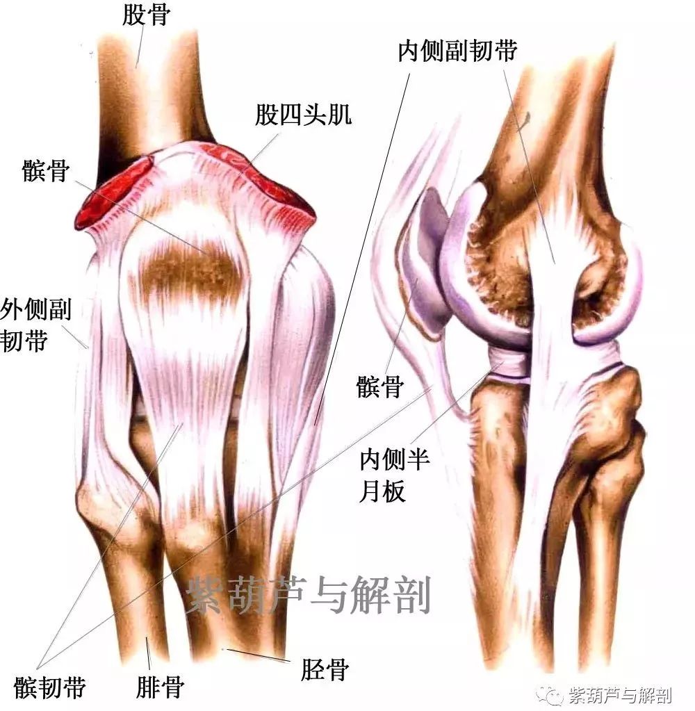 膝盖背后，人体解剖与健康奥秘探索