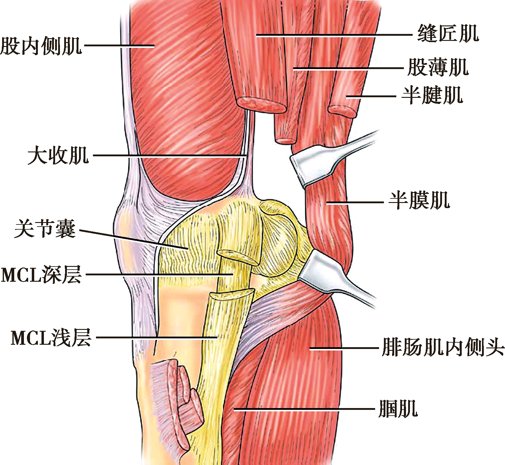 膝盖背后，人体解剖与健康奥秘探索