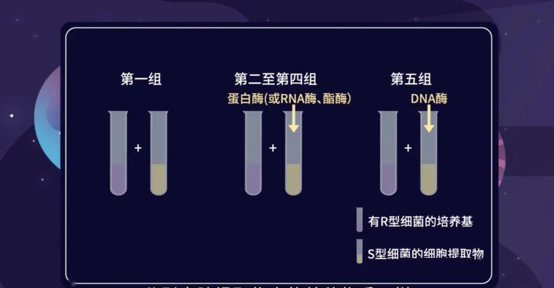 新冠疫情起始年份探究，揭开历史真相的序幕