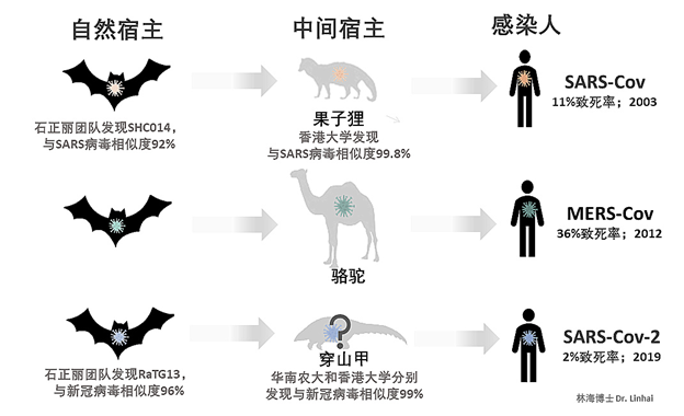 新冠病毒来源与影响全面解析，疫情背后的病毒类型揭秘