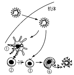 揭秘疫情之源，探究新冠病毒在2020年的起源与引发机制