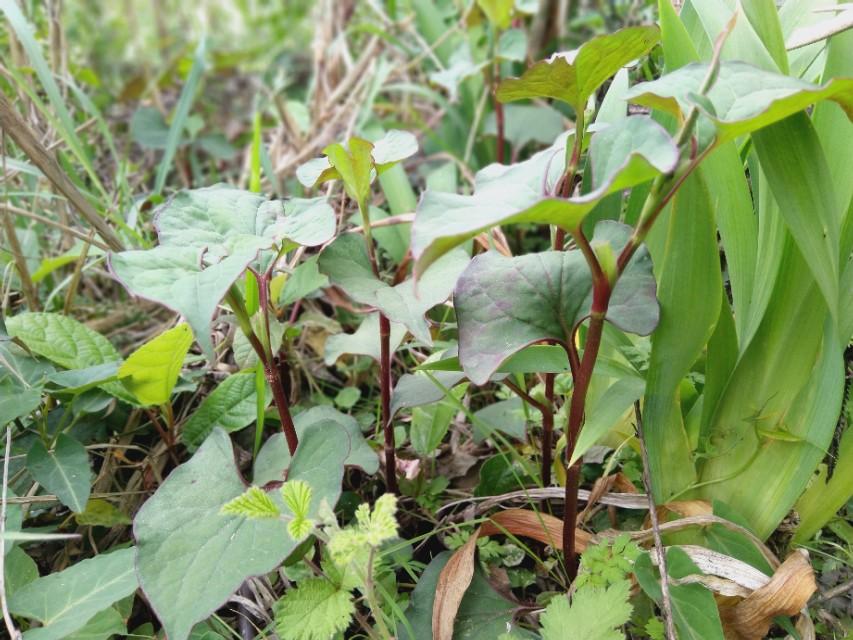 贵州疫情最新动态地图全面解析