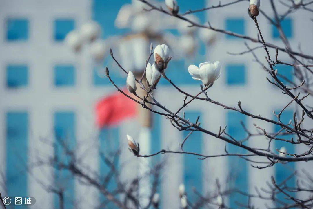 春暖花开之时，疫情散去之际