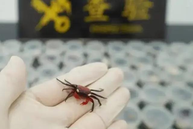 河南省疫情指挥部发布最新通告，澳门入境人员防控措施全面升级