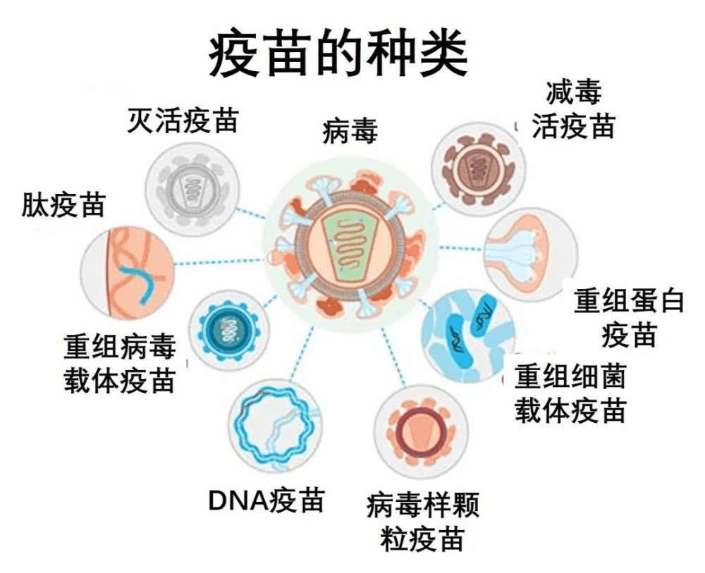 杭州新冠疫苗北京生物，安全接种与免疫防护全解析