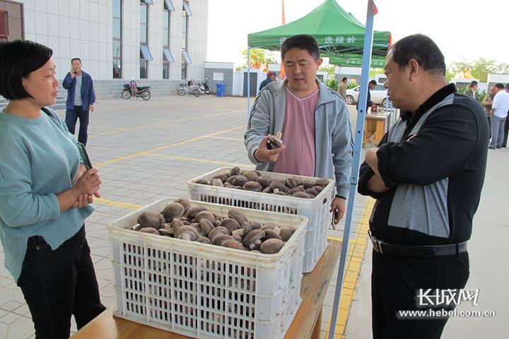 石家庄村委,乡村振兴的基层引擎与创新实践 石家庄村委,乡村振兴的基层引擎与创新实践