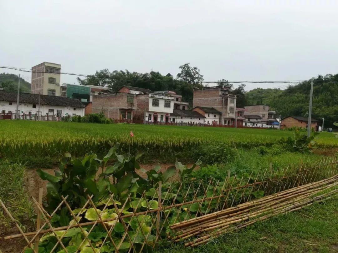 北京一村支书的坚守与变革，乡村振兴中的平凡英雄