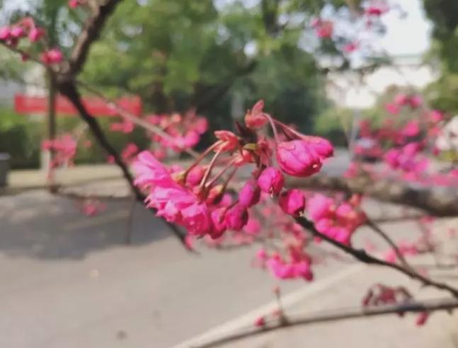 疫情下的城市应对，合肥封城了吗？西安市的防控经验